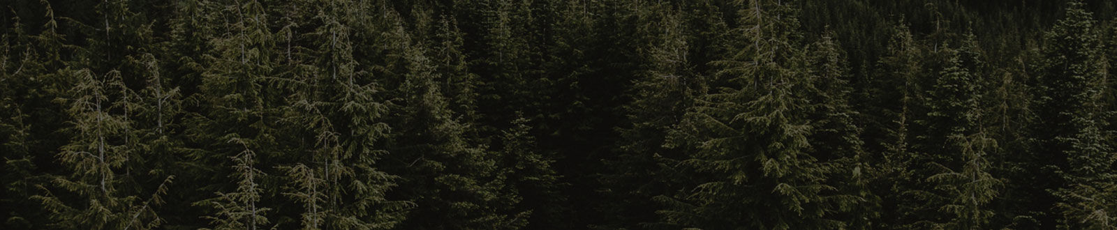 evergreen forest